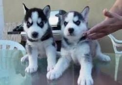 Siberian Husky puppies male and female(xxx) xxx-xxx2