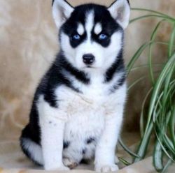 Beautiful Baby Girl Siberian Husky Puppies