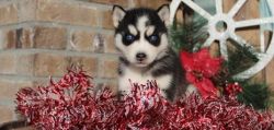 Handsome Siberian Husky Puppies text (xxx) xxx-xxx7