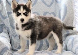 Gorgeous AKC Limited-Registered Siberian Husky Puppies!