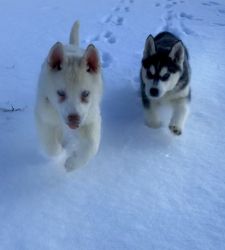 AKC Siberian Husky puppies