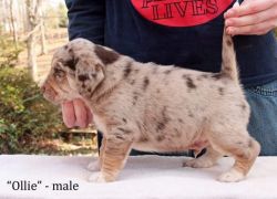 Gorgeous Husky/Beagle Puppies for Adoption