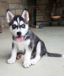 Cute Husky pups for sale