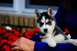 Siberian husky Husky Puppies #(xxx) xxx-xxx7