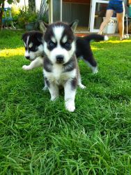 Adorable siberian husky Puppies for Adoption(xxx) xxx-xxx2