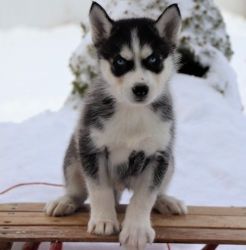 Playful Male and Female Siberian Husky Puppies