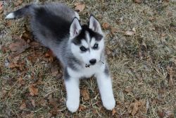 healthy and trained Siberian husky puppy