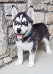 Lovely home trained Siberian Husky puppies for sale