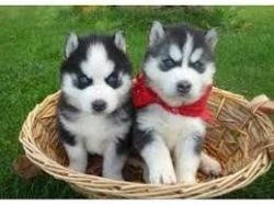 Male and female Siberian husky puppies