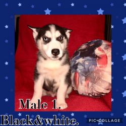 AKC Registered Siberian Husky Puppies ForSale!!!