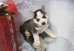 Well Socialized Siberian Husky Puppies. Text (xxx) xxx-xxx2