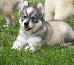 Lovely Siberian Husky Puppies For Sale