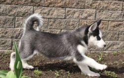Lovely AKC Siberian Husky Puppies For Sale.