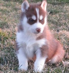 Absolutely Adorable Siberian Husky Puppies
