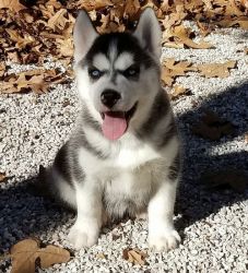 Gorgeous Siberian Husky Puppies Available.