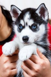 Blue eyes male and female Siberian Husky puppies for new homes