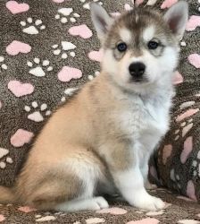 Purebred Siberian Husky Puppies available