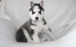 AKC Siberian Husky puppies. TEXT (xxx) xxx-xxx9
