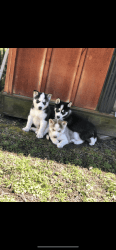 Pure Breed Siberian Husky Puppies ckc registered
