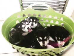 Awesome AKC Huskies Puppies please call +1(4xx) xx2-5xx9