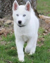 snow white with crystal blue eyes.Siberian Huskypuppies