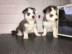 Beautiful AKC Huskies Puppies. Call or text +1(2xx) xx9-0xx7