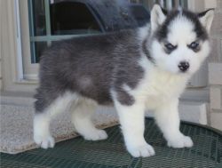 Cute Black and White Siberian Husky Puppies