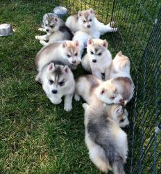 Gorgeous AKC Huskies Puppies. Call or text +1(3xx) xx4-5xx4