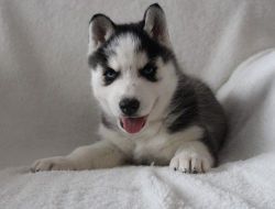 Home Raised Siberian Husky Puppies For Sale