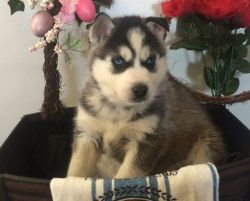 family raised Siberian Husky puppies