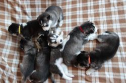 Beautiful AKC liter of Huskies puppies. Text us at +1 2xx xx7-0xx4.