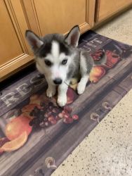 8week old husky for sale, first set of shots given!