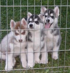 Siberian Husky puppies (xxx) xxx-xxx5