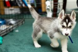 Gorgeous siberian husky puppy