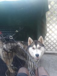 21 month old female husky for sell