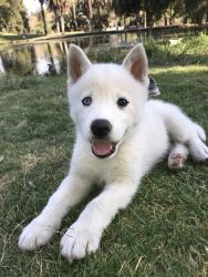 The sweetest Husky puppy