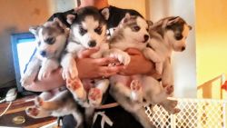 Siberian Husky Puppies 5 Weeks !!
