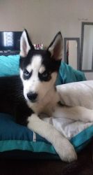 Puppy husky for sale