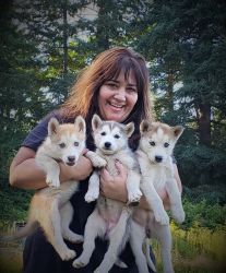 Siberian Husky - Also - Alaskan Husky Puppies