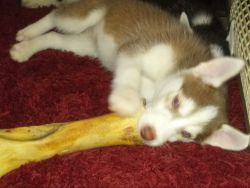 10 week old full breed siberian huskies puppies for sale