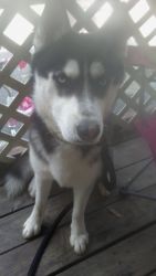 Registered Siberian Husky one and a half years old