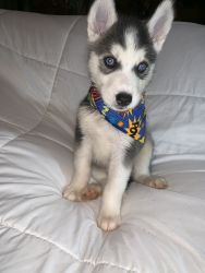 Huskie Puppies for sale