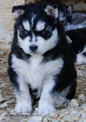 Siberian husky puppies due soon