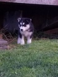 Husky puppies for sale born on 6-17-19