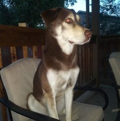 Red Husky/Lab Mix great family dog