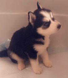 Huskies ready for new home