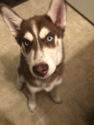 Beautiful 3 month old red Siberian Husky to a good home