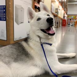 10 month old well trained Siberian Husky Boy