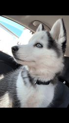 Husky puppy(free cage and house)