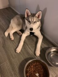 1year old husky for sale